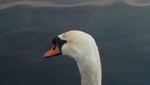 A swan