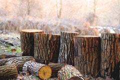 Not the type of logs you should be inspecting. Photo by Khari Hayden from Pexels